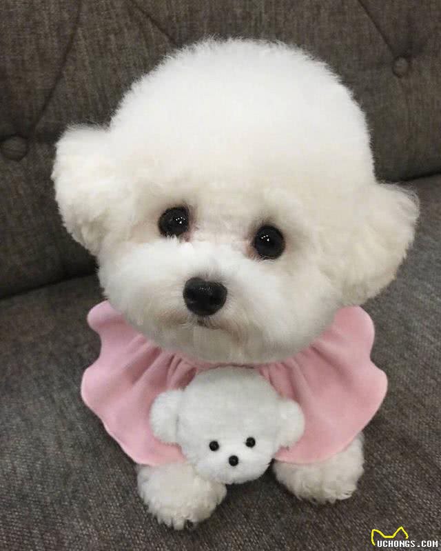 冬季来临，大棉花糖比熊如何护理，你都清楚了吗?