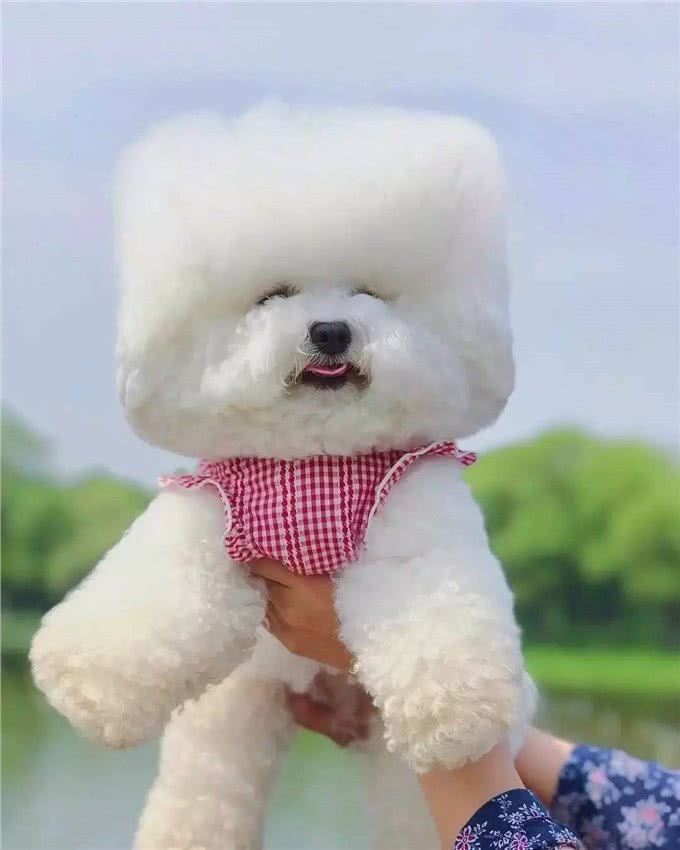 冬季来临，大棉花糖比熊如何护理，你都清楚了吗?