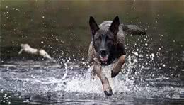 强悍工作犬的构成要素有那些?