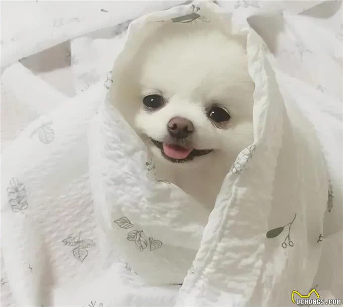 狗狗常见疾病之—髋关节发育不良