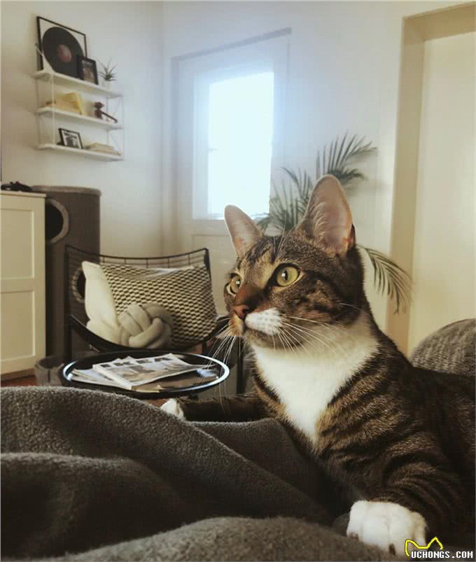 猫咪刚到新家应该怎么办?过度关心不可取，要先让猫咪建立安全感