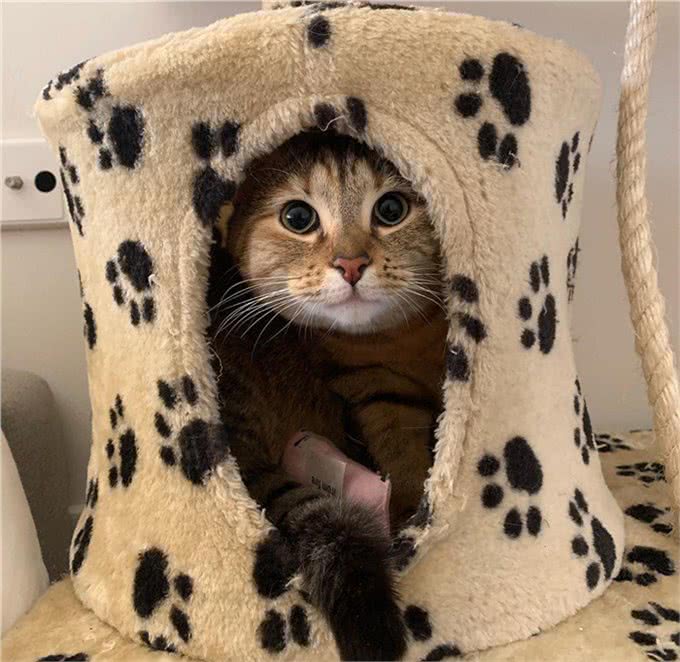 猫咪刚到新家应该怎么办?过度关心不可取，要先让猫咪建立安全感