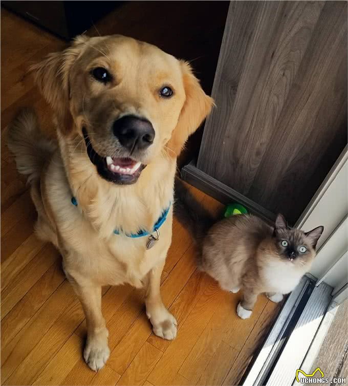 猫咪刚到新家应该怎么办?过度关心不可取，要先让猫咪建立安全感