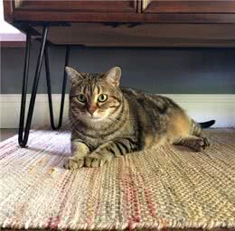 猫咪刚到新家应该怎么办?过度关心不可取，要先让猫咪建立安全感