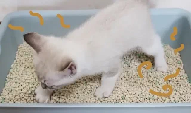 宠物便便奇臭无比怎么办?教你除臭小妙招轻松解决