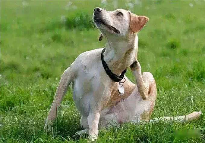 难题之耳螨处理：狗狗的耳螨的原因，有哪些?实用的护理措施分享