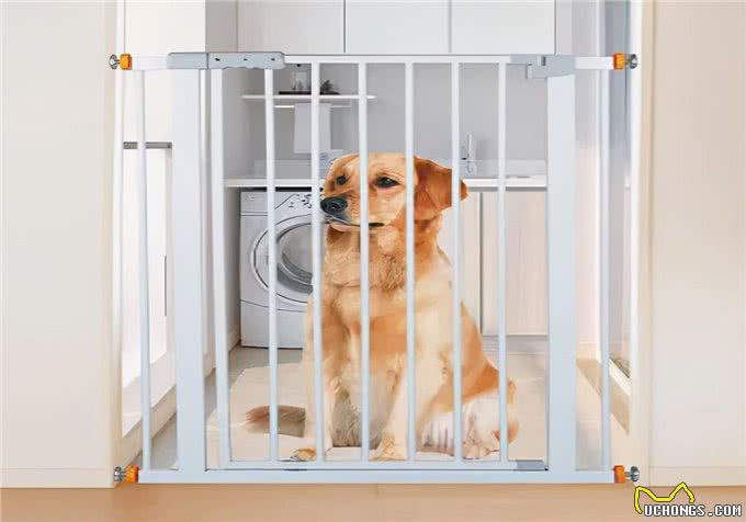 难题之耳螨处理：狗狗的耳螨的原因，有哪些?实用的护理措施分享