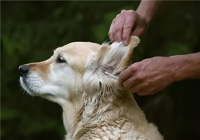 难题之耳螨处理：狗狗的耳螨的原因，有哪些?实用的护理措施分享