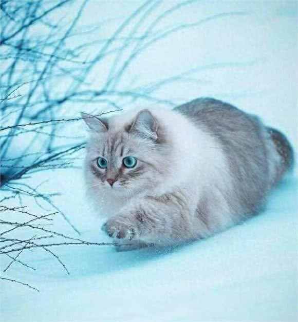 山东临清狮子猫(临清狮子猫小时候长什么样)