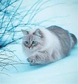 山东临清狮子猫(临清狮子猫小时候长什么样)