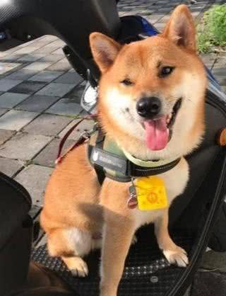 柴犬心疼主人受伤，用狗狗医术帮主人治疗，疯狂舔主人的脚