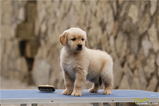 狗狗为什么会不吃不喝?主人看完要警惕重病