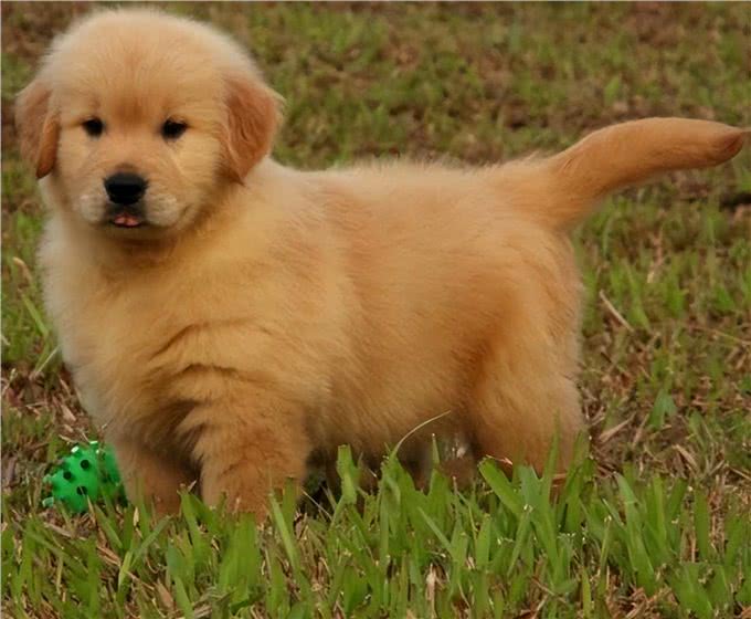 狗狗为什么会不吃不喝?主人看完要警惕重病