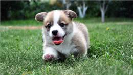 狗狗为什么会不吃不喝?主人看完要警惕重病