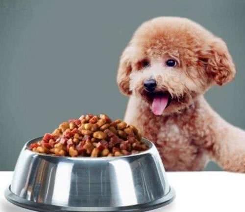 养泰迪的7大好处，养过的都说赚到了