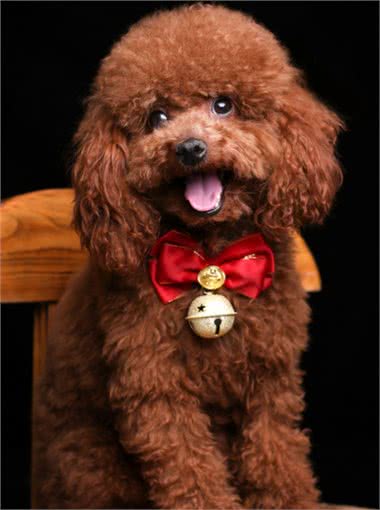 养泰迪的7大好处，养过的都说赚到了