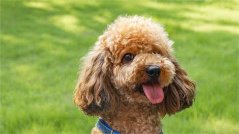 养泰迪的7大好处，养过的都说赚到了