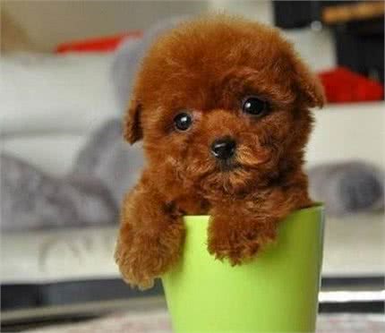 养泰迪的7大好处，养过的都说赚到了