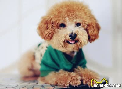 养泰迪的7大好处，养过的都说赚到了