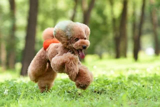 养泰迪的7大好处，养过的都说赚到了