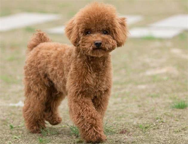 养泰迪的7大好处，养过的都说赚到了