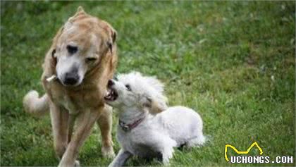 养泰迪的7大好处，养过的都说赚到了