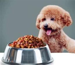 养泰迪的7大好处，养过的都说赚到了