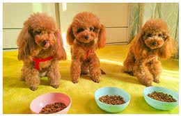 双11高质量狗粮测评，这8款狗粮囤起来!