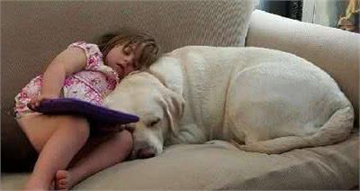 这只狗狗竟然在几公里外嗅出主人低血糖,除了本能更有心灵相犀