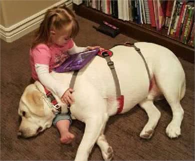 这只狗狗竟然在几公里外嗅出主人低血糖,除了本能更有心灵相犀