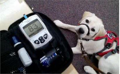 这只狗狗竟然在几公里外嗅出主人低血糖,除了本能更有心灵相犀