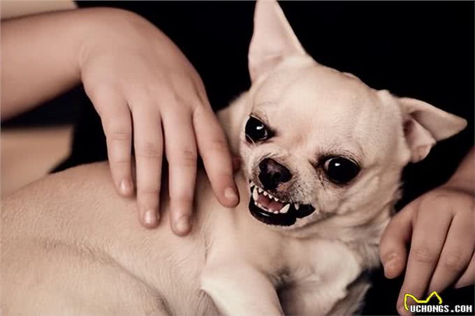 狗学会撒娇的特征揭秘:如何成为狗狗的专属依赖对象?