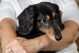 狗学会撒娇的特征揭秘：如何成为狗狗的专属依赖对象?