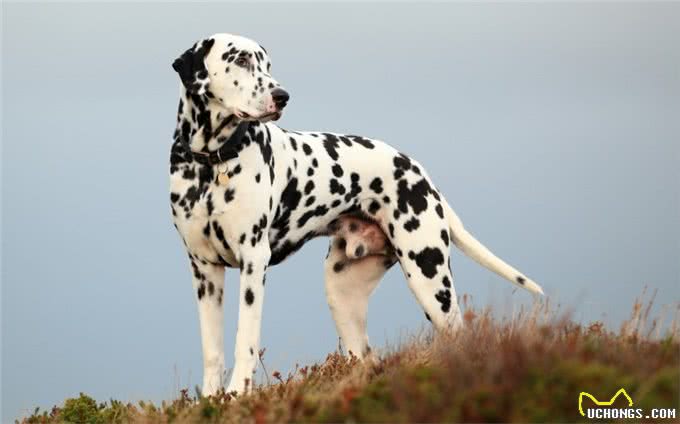 培森家园小课堂之大麦町犬知识讲堂