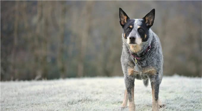 一头牛犬:来自澳洲牧牛犬，简称澳牛!强壮、多用途的工作犬