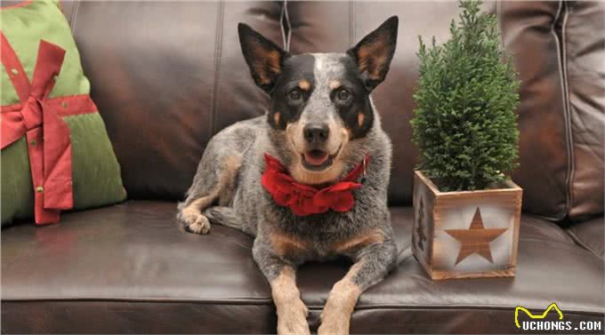 一头牛犬:来自澳洲牧牛犬,简称澳牛!强壮、多用途的工作犬