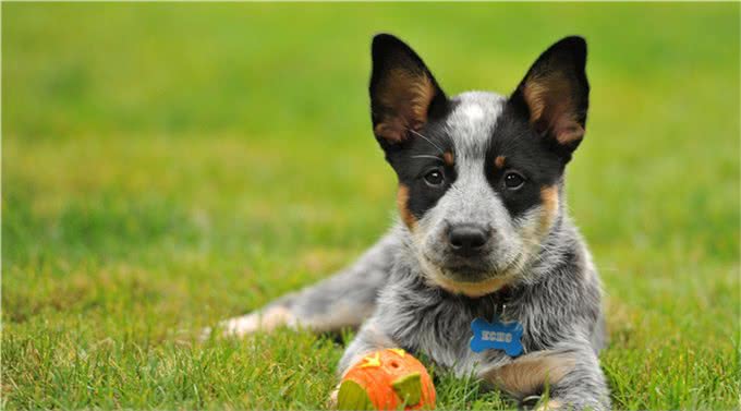 一头牛犬:来自澳洲牧牛犬，简称澳牛!强壮、多用途的工作犬