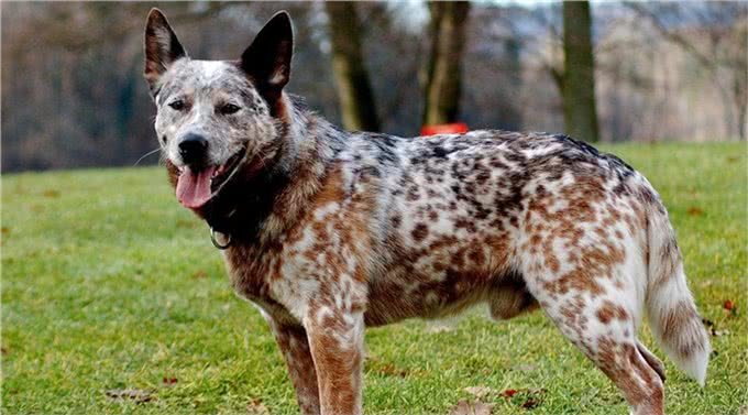 一头牛犬:来自澳洲牧牛犬,简称澳牛!强壮、多用途的工作犬