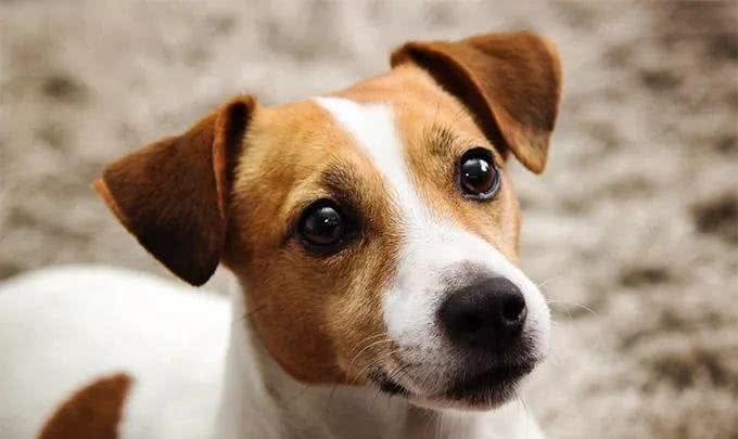 聪明活跃的搭档—杰克罗素梗犬，适合您养吗?