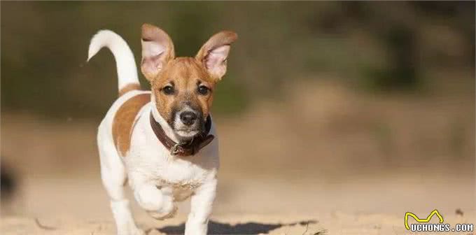 聪明活跃的搭档—杰克罗素梗犬，适合您养吗?