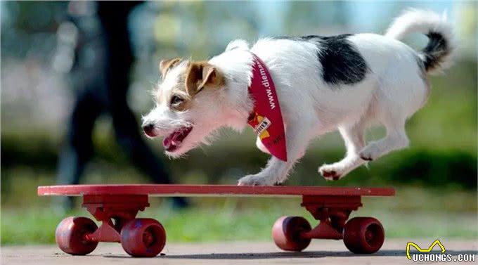 聪明活跃的搭档—杰克罗素梗犬，适合您养吗?