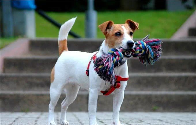 聪明活跃的搭档—杰克罗素梗犬，适合您养吗?
