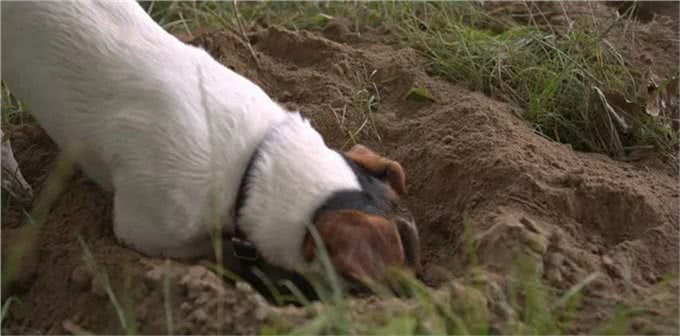 聪明活跃的搭档—杰克罗素梗犬，适合您养吗?