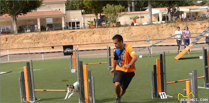 聪明活跃的搭档—杰克罗素梗犬，适合您养吗?