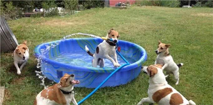 聪明活跃的搭档—杰克罗素梗犬，适合您养吗?