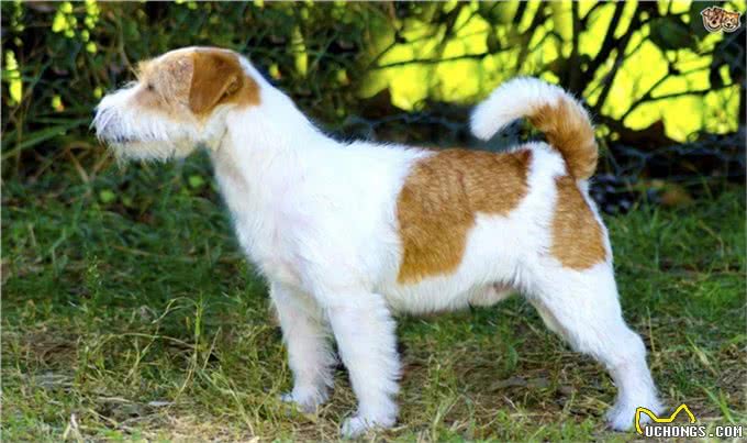 聪明活跃的搭档—杰克罗素梗犬，适合您养吗?