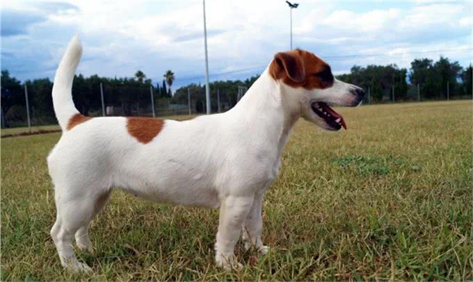 聪明活跃的搭档—杰克罗素梗犬，适合您养吗?