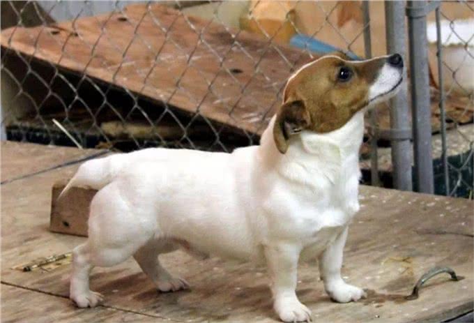 聪明活跃的搭档—杰克罗素梗犬，适合您养吗?