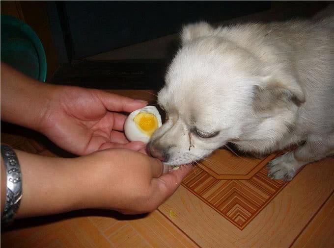 这5种人间美味被狗狗看到，它们会直流口水