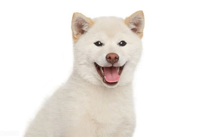 怎么分辨柴犬和串串?看这一点就够了